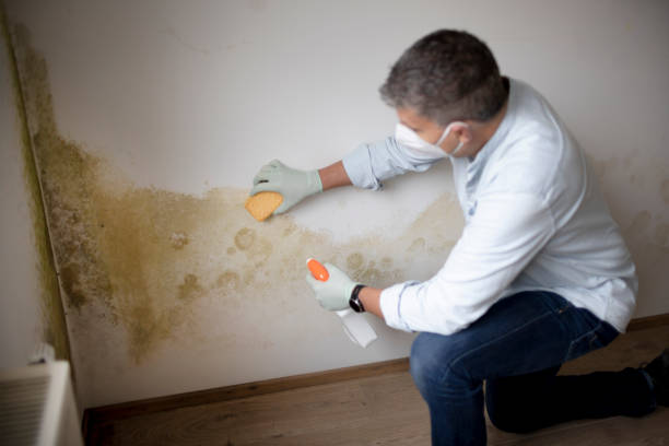 Best Air Quality Testing for Mold Spores  in Dianapolis, IN