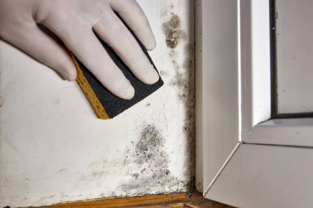Best Mold Damage Restoration  in Dianapolis, IN
